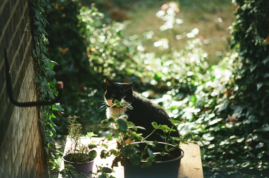 understanding pet cremation process